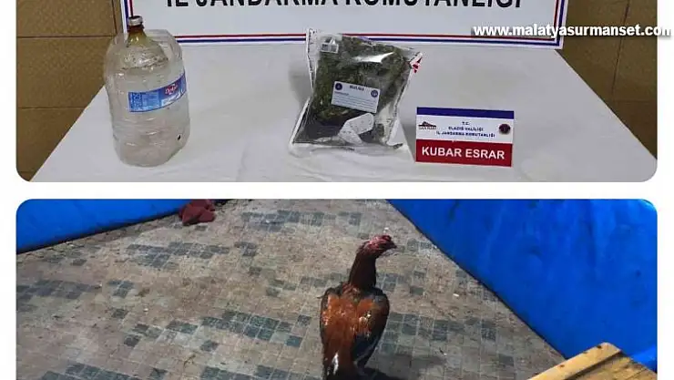 Elazığ'da horoz dövüşü operasyonu: 17 kişi yakalandı