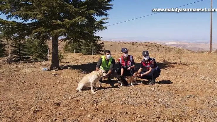Elazığ'da jandarma ekipleri sokak hayvanlarını yalnız bırakmadı