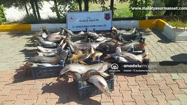 Elazığ'da kaçak avlanan 6,5 ton balık ele geçirildi