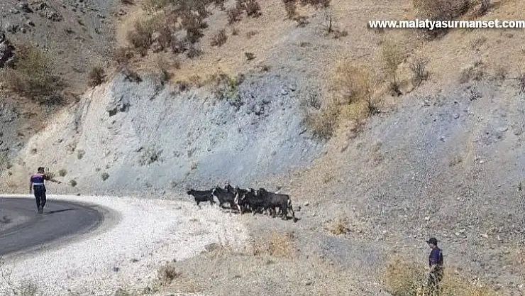 Elazığ'da kaybolan keçiler jandarmanın drone desteği ile bulundu