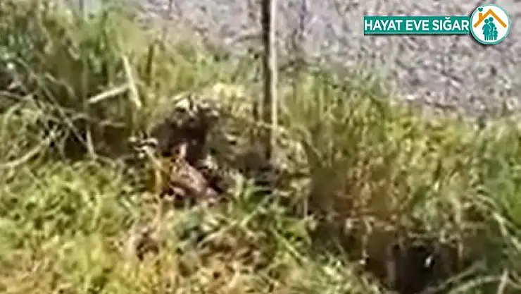 Elazığ'da Kırmızı Liste'de korunan alaca sansar ailesi görüntülendi