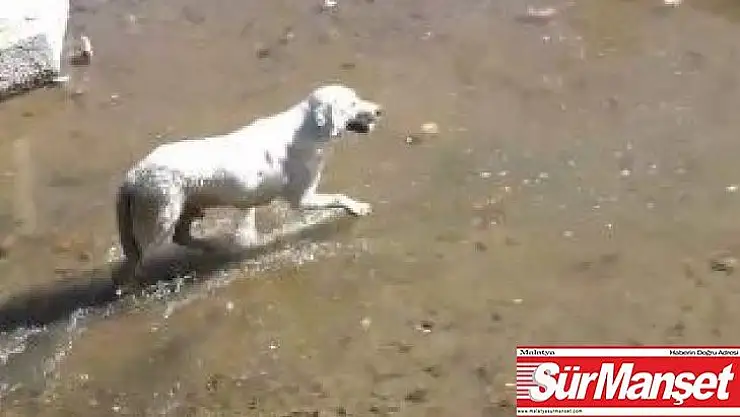 Elazığ'da köpek kurtarma operasyonu gülümsetti