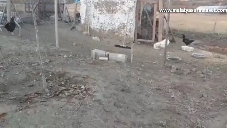 Elazığ'da köpekler kümese girdi, 37 tavuğu telef etti