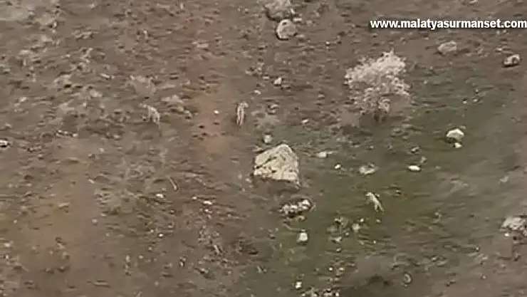 Elazığ'da kurt sürüsü görüntülendi