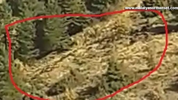 Elazığ'da onlarca yaban domuzu cep telefonuyla görüntülendi