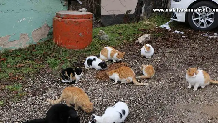 Elazığ'da sokak hayvanları unutulmadı