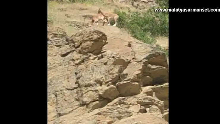 Elazığ'da yaban keçisi sürüsü görüldü