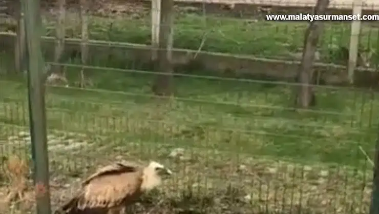 Elazığ'da yaralı akbaba tedavi altına alındı