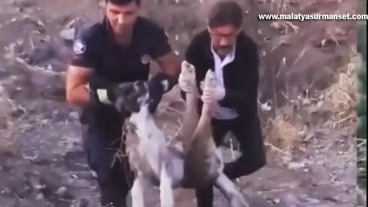 Elazığ'da yaralı halde bulunan köpek itfaiye ekipleri tarafından kurtarıldı