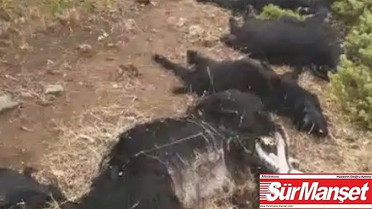 Elazığ'da yıldırım düştü, 12 keçi telef oldu,4'ü yaralandı