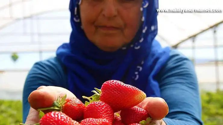 Elazığ'da yılın ilk örtü altı çilek hasadı başladı