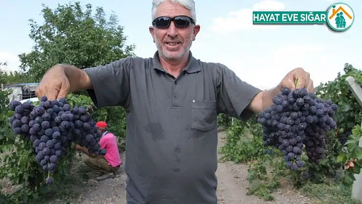 Elazığ'ın üzüm köyünde erkenci üzüm hasadı