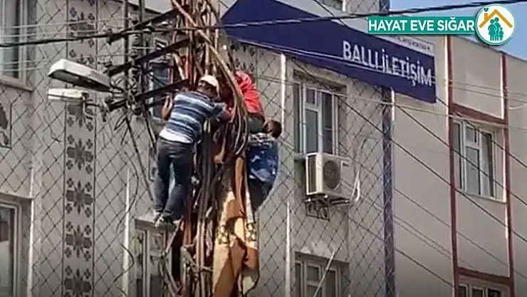 Elektrik direğinde ölüm kalım savaşı