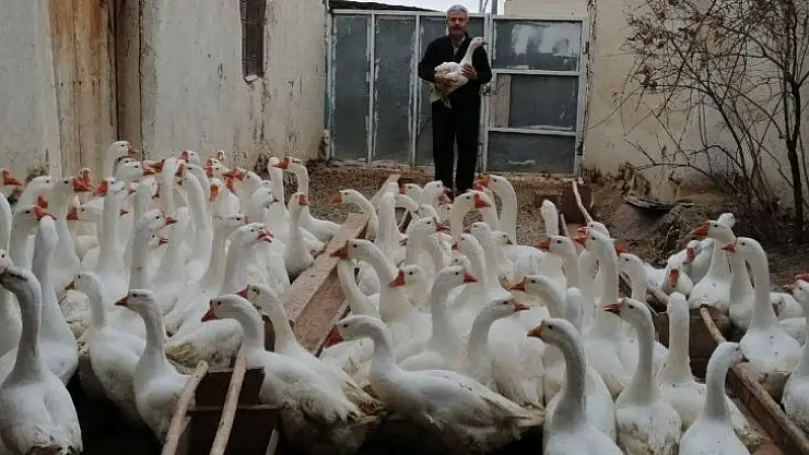 Emekli oldu Kaz yetiştirmeye başladı
