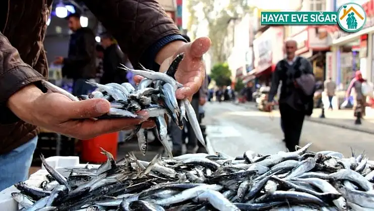 En fazla hamsi ihracatı Belçika'ya
