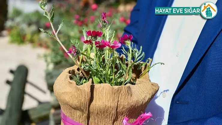 Endemik 'Sevgi Çiçeği' koruma altına alındı