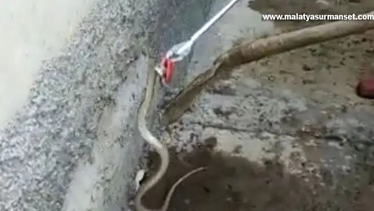 Eve giren yılanı ekipler çıkardı