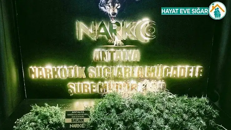 Evinde skunk yetiştiren şüpheli yakalandı
