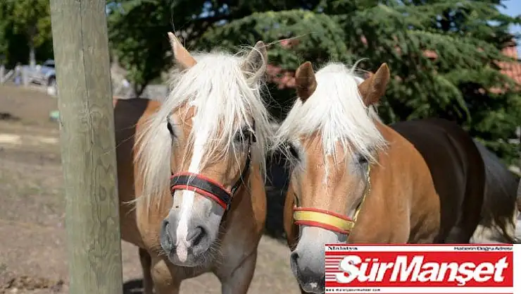 Fayton atları Altındağ'da koruma altında