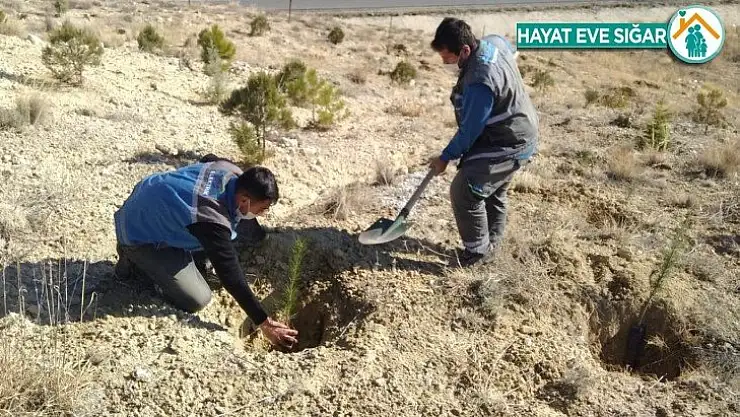 Fırat Edaş Malatya'da Diktiği Fidanlarla Doğaya Nefes Oldu