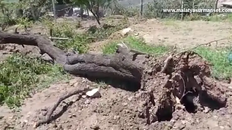 Fırtına, badem ağacını kökünden söktü