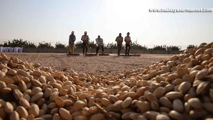 Fıstığın anavatanında kavlatma telaşı