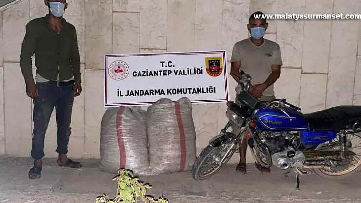 Fıstık hırsızları jandarmaya yakalandı