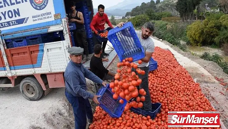 Fiyatı 50 kuruşa düşen domates üreticinin elinde kaldı