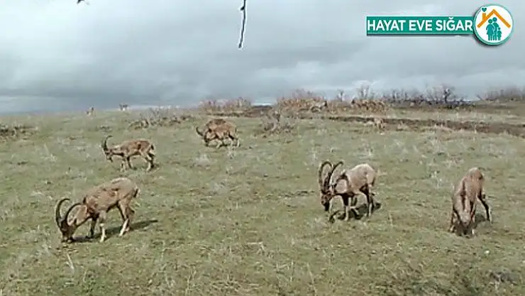 Foto kapanlar yaban hayatını görüntüledi