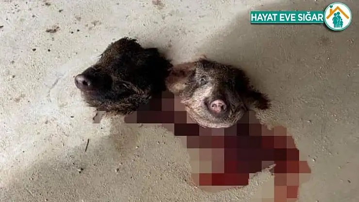 Fransa'da camiye çirkin saldırı