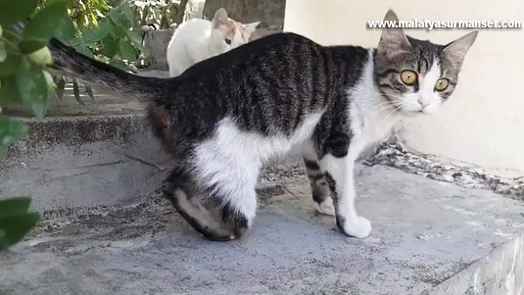 Gaziantep'te kedi vahşeti