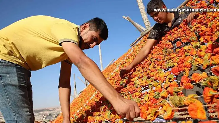 Gaziantep'te sezonun son kurutmalıkları güneşe bırakıldı