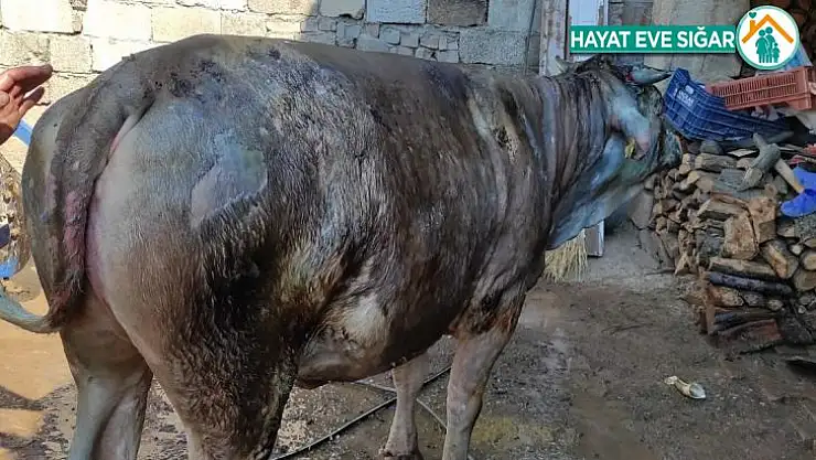 Gebe inek yanmaktan son anda kurtarıldı