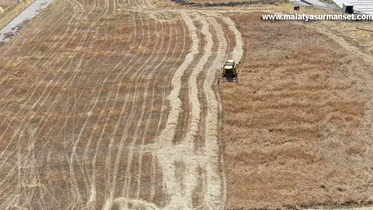 Geçmişi 7 bin yıla dayanan ata tohumunda hasat