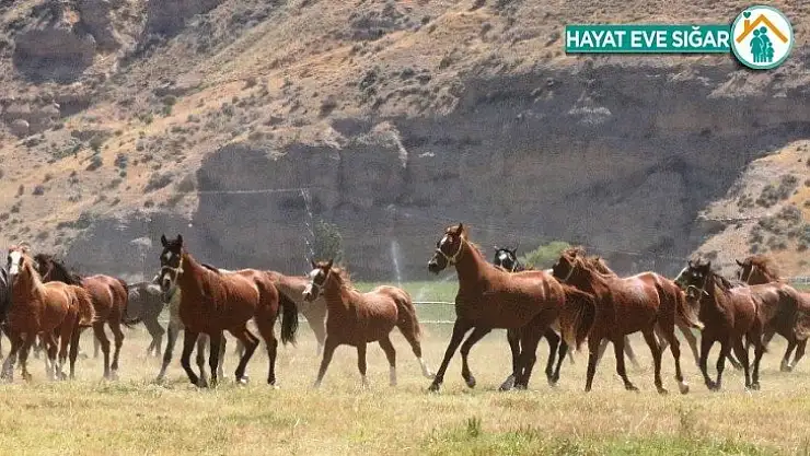 Geleceğin şampiyon tayları görücüye çıkıyor