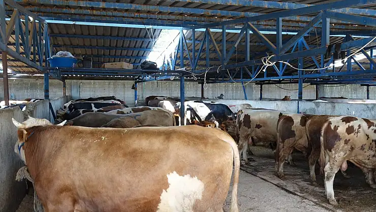 Kurban Sakatatı Ölüm Getirebilir! Uzmandan Bayram Öncesi Kritik Uyarı