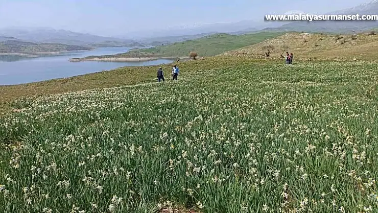 Gerger'de yabani nergisler yerli turistlerin ilgi odağı oluyor