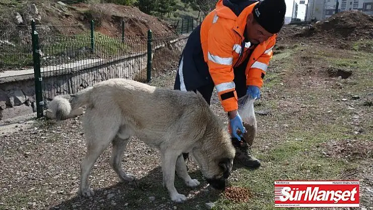 Gölbaşı Belediyesi sokak hayvanlarını yalnız bırakmadı