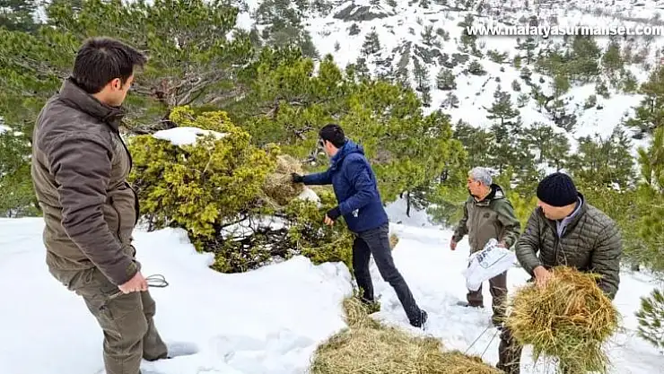 Gölbaşı'daki yaban hayvanlarına yem bırakıldı