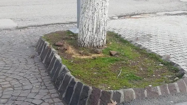 Gölbaşı esnafı kuşları yemliyor