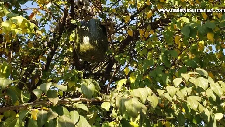 Görenler gözlerine inanamadı, 10 kiloluk kabak ağaçta yetişti