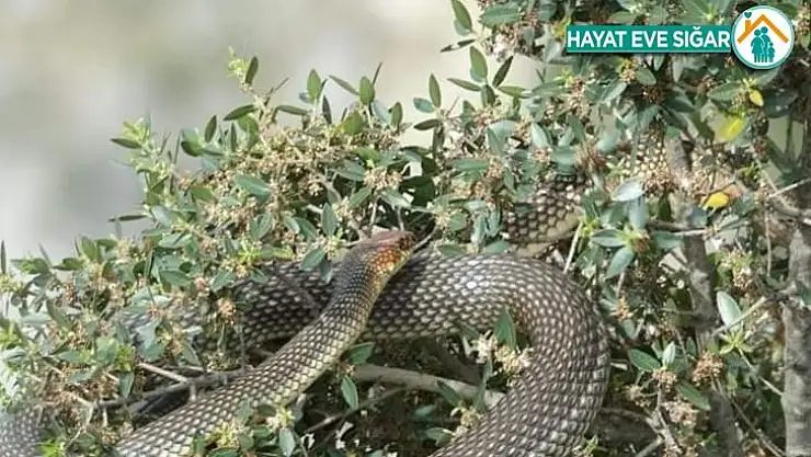 Görülünce korkulan bu yılan, tam bir çiftçi dostu çıktı