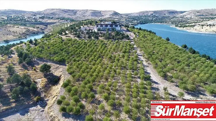 Güzelliği ile dikkat çeken 'Badem Adası'nda hasat zamanı