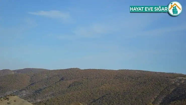 Hadino Ormanları'nda ağaç kesimi yasak