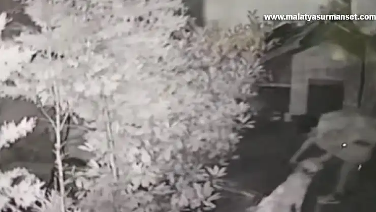 Hamile köpeği çalınan hayvansever hırsıza seslendi