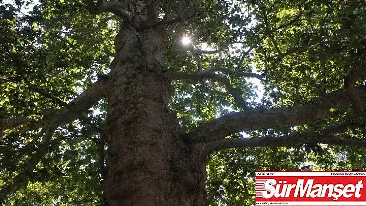 Harput'un 3 asırlık çınarı, herkes gözü gibi bakıyor