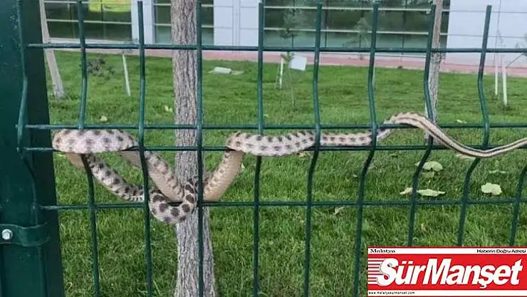 Hastane bahçesindeki yılan korkuttu