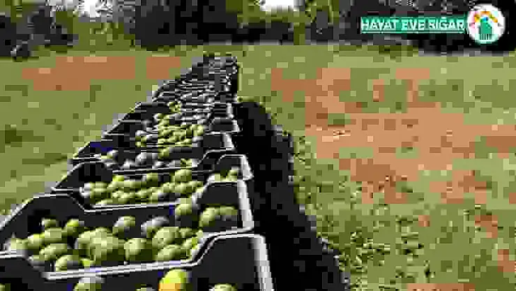 Hatay'da mandalina hasadı başladı