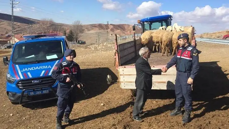 Haymana'da çalınan 22 küçükbaş hayvandan 13'ü bulundu sahibine teslim edildi