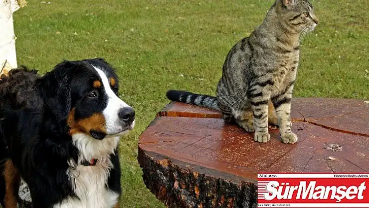 Hayvan davranışlarından depremi tahmin etmek mümkün